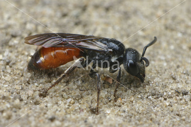 Sphecodes gibbus