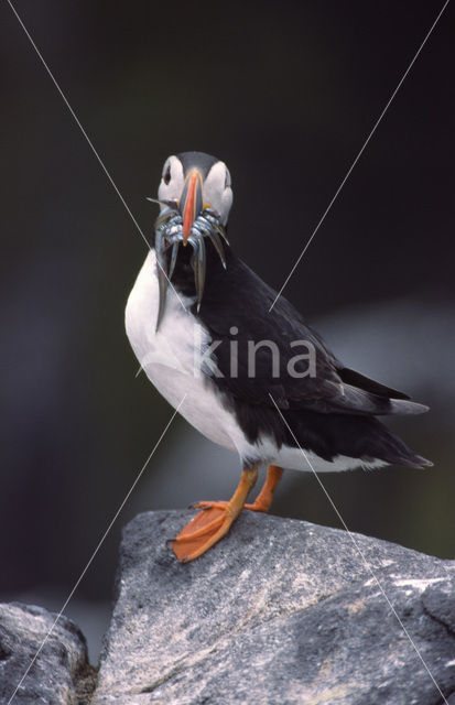 Papegaaiduiker (Fratercula arctica)