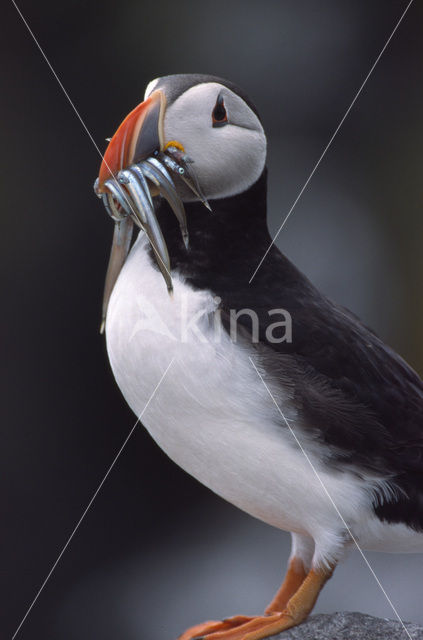 Atlantic Puffin (Fratercula arctica)