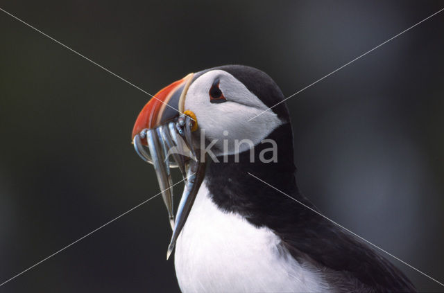 Atlantic Puffin (Fratercula arctica)