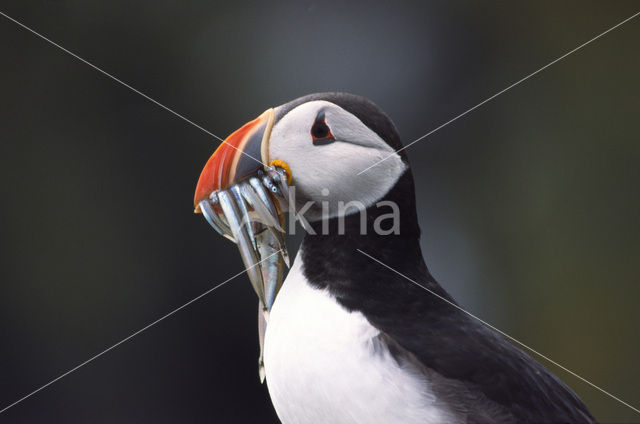 Atlantic Puffin (Fratercula arctica)