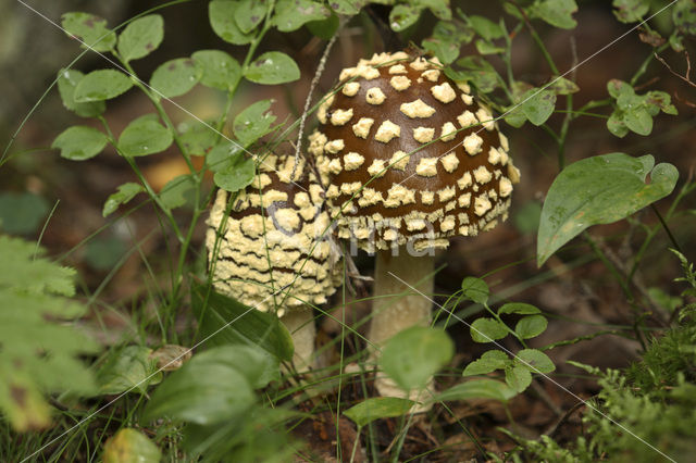 Parelamaniet (Amanita rubescens)