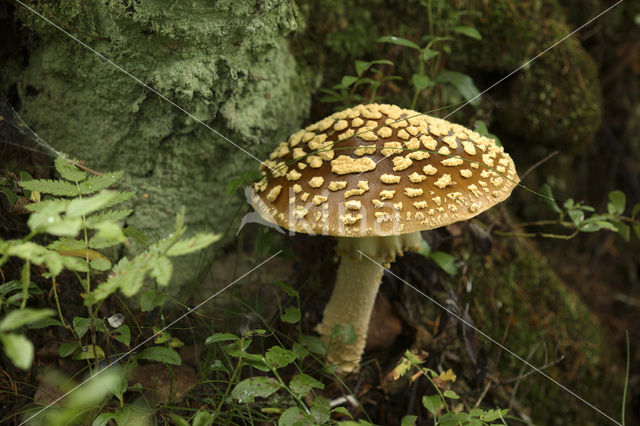 Parelamaniet (Amanita rubescens)