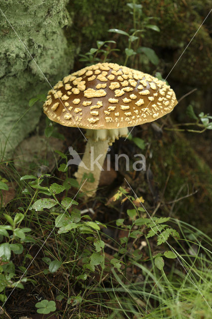 Parelamaniet (Amanita rubescens)