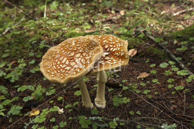 The Blusher (Amanita rubescens)
