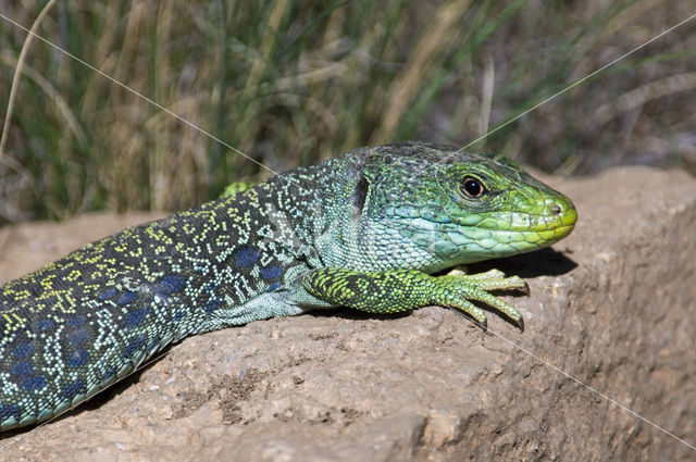 Jewelled lacerta (Lacerta lepida)