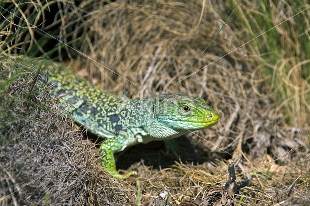 Jewelled lacerta (Lacerta lepida)