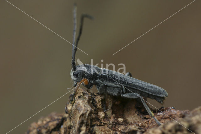 Phytoecia cylindrica