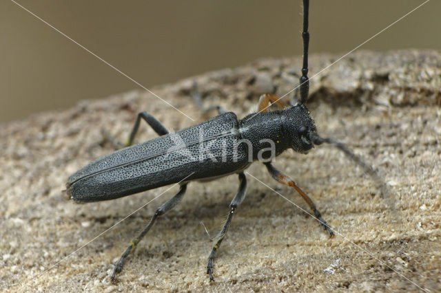 Phytoecia cylindrica