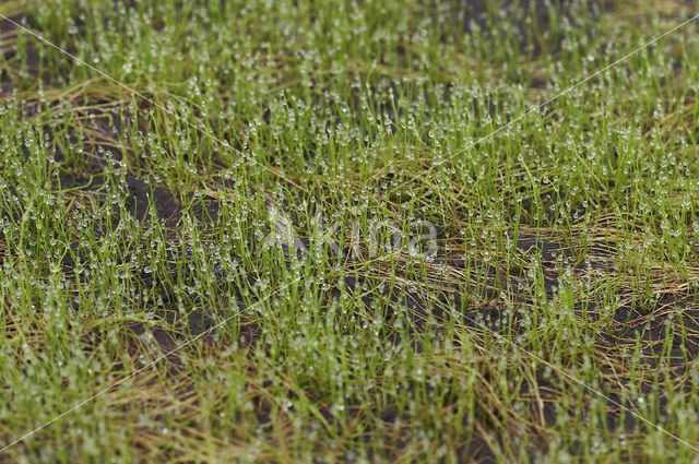 Pillwort (Pilularia globulifera)