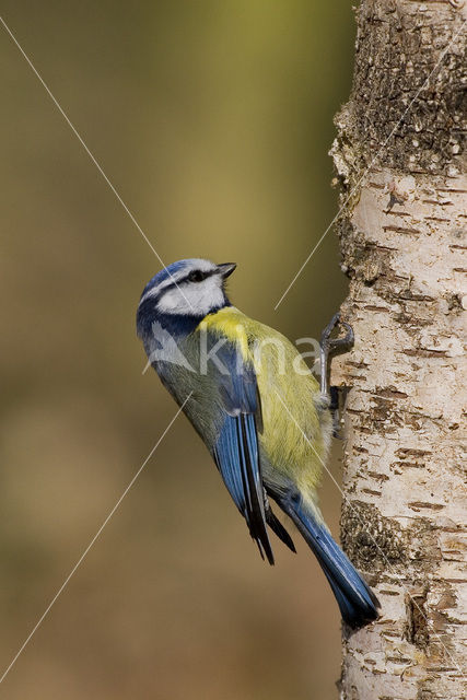 Blue Tit (Parus caeruleus)