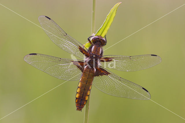 Platbuik (Libellula depressa)