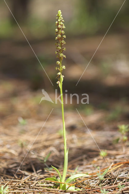 Poppenorchis (Aceras anthropophorum)