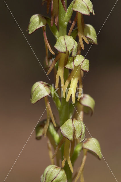 Man Orchid (Aceras anthropophorum)