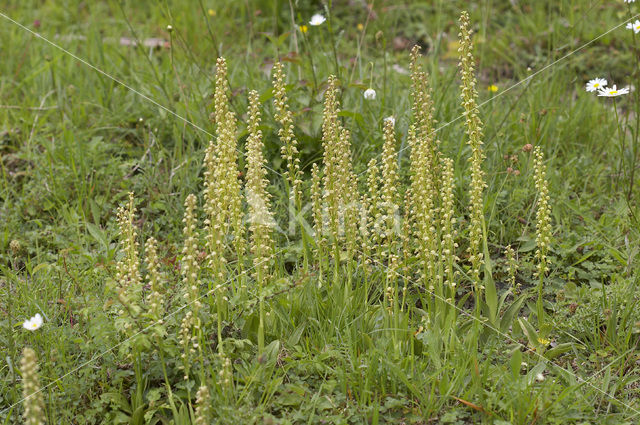 Poppenorchis (Aceras anthropophorum)