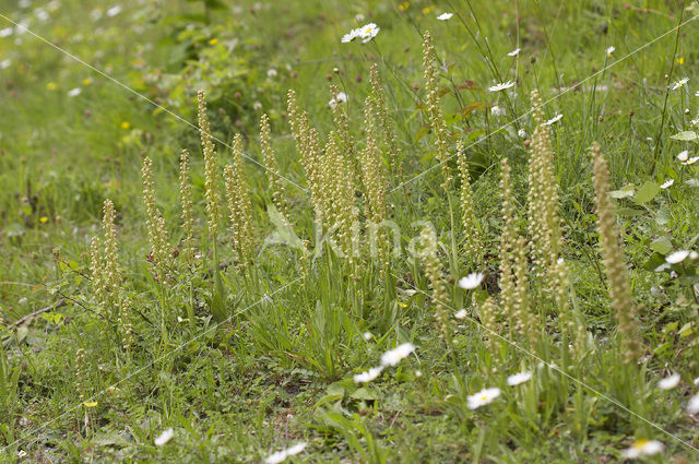 Poppenorchis (Aceras anthropophorum)