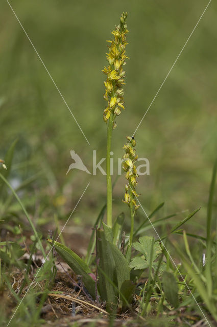 Poppenorchis (Aceras anthropophorum)