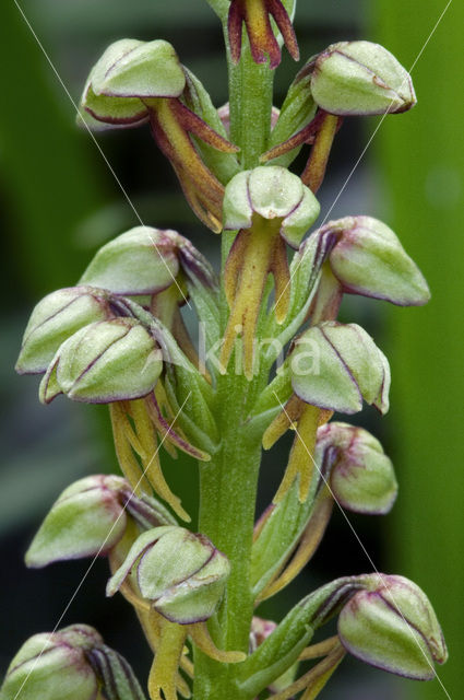 Poppenorchis (Aceras anthropophorum)