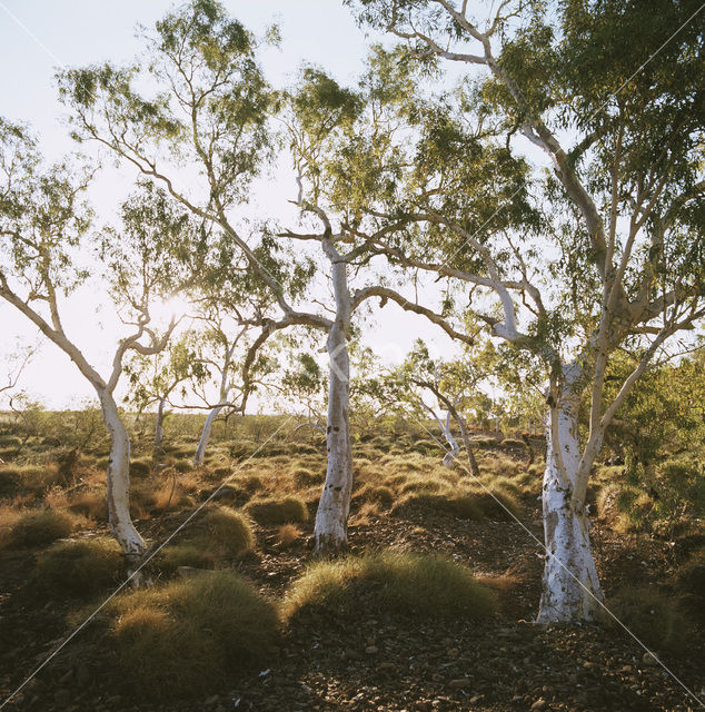 Port Hedland