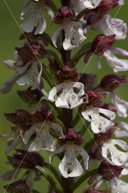 Lady Orchid (Orchis purpurea)