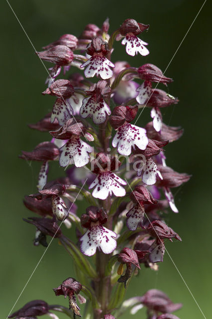 Lady Orchid (Orchis purpurea)