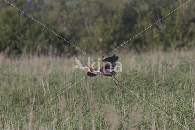 Purperreiger (Ardea purpurea)