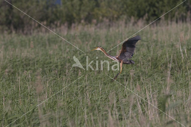 Purple Heron (Ardea purpurea)