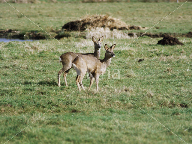 Ree (Capreolus capreolus)