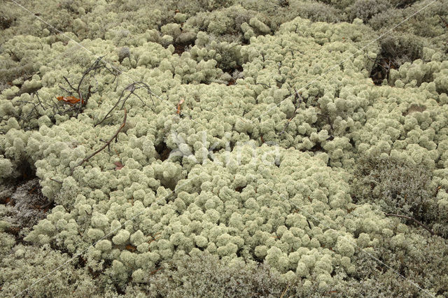 Reindeer Lichen (Cladina)