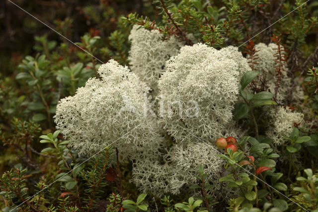 Reindeer Lichen (Cladina)
