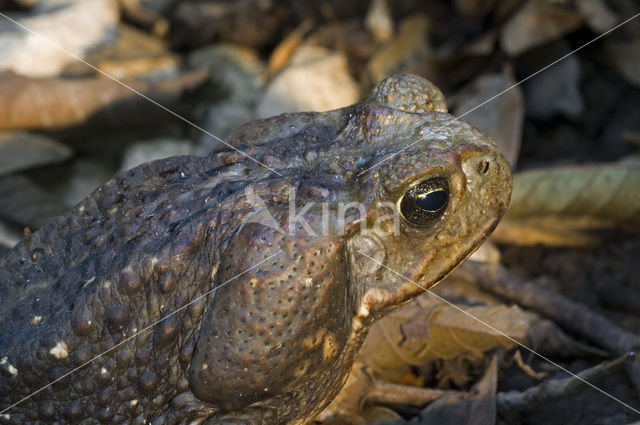 Giant Toad (Bufo marinus)