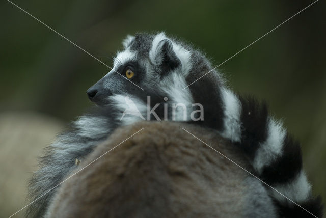 ring-tailed lemur (Lemur catta)