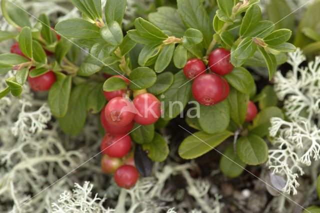 Bog Cranberry