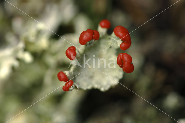 Rode heidelucifer (Cladonia floerkeana)