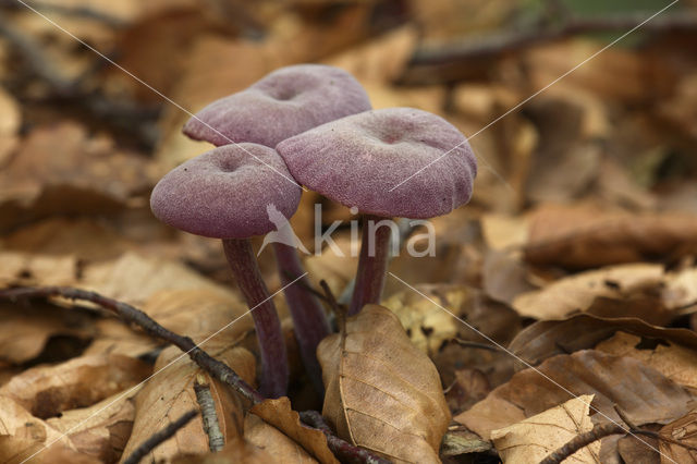 Amethyst Deceiver (Laccaria amethystina)