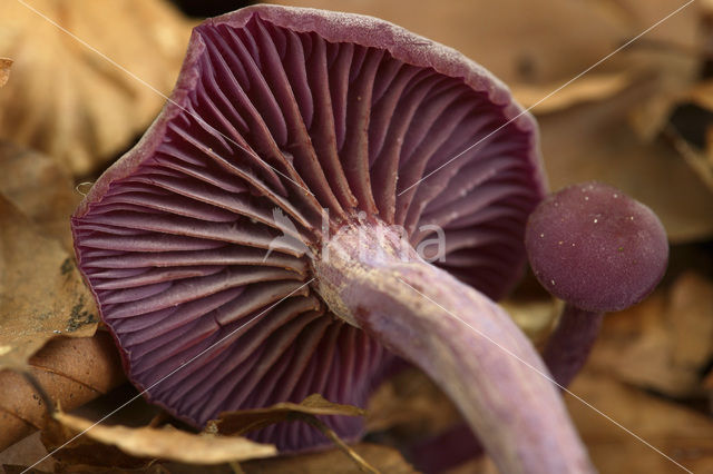 Amethyst Deceiver (Laccaria amethystina)