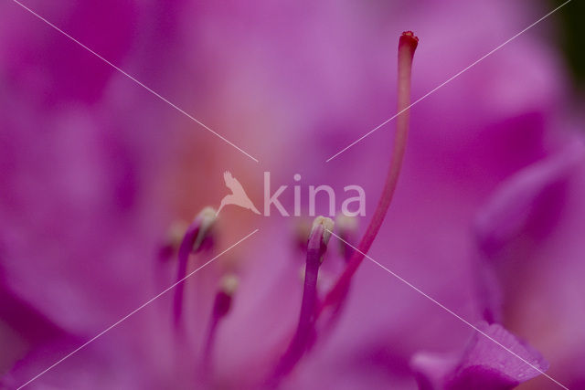 Rododendron (Rhododendron spec.)