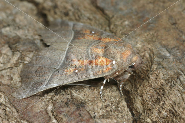 herald moth (Scoliopteryx libatrix)