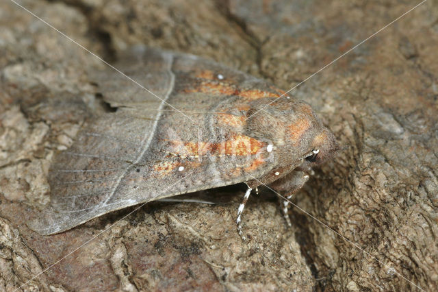 Roesje (Scoliopteryx libatrix)