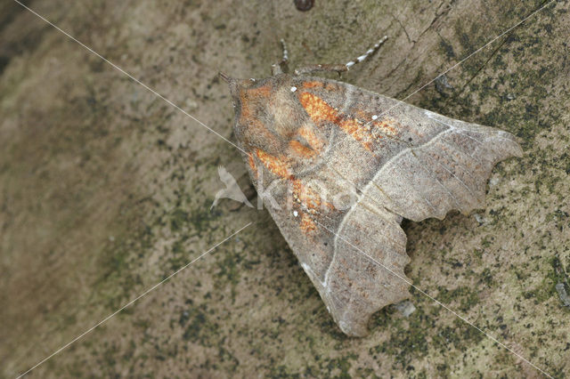 herald moth (Scoliopteryx libatrix)