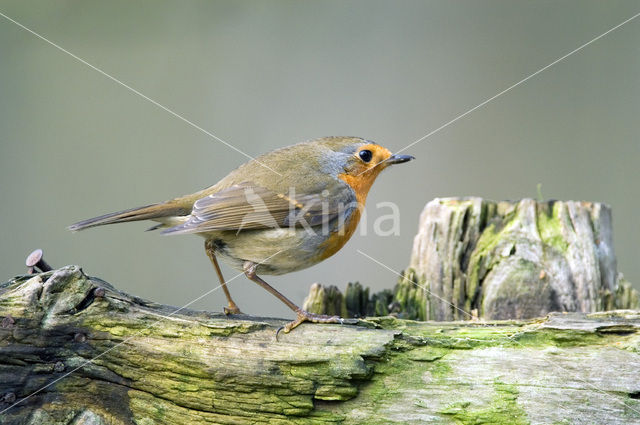 European Robin (Erithacus rubecula)