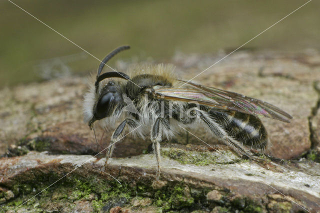 Roodbuikje (Andrena ventralis)