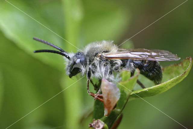 Early Mining Bee (Andrena haemorrhoa)