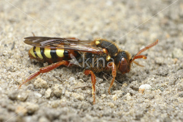 Roodharige wespbij (Nomada lathburiana)