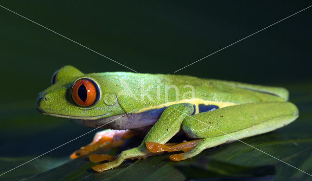 Roodoogmakikikker (Agalychnis callidryas)