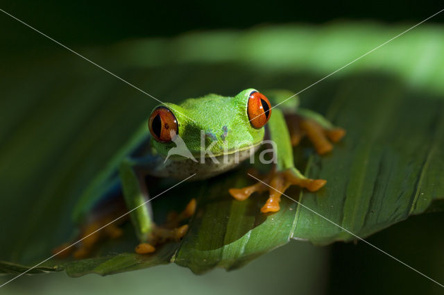 Roodoogmakikikker (Agalychnis callidryas)