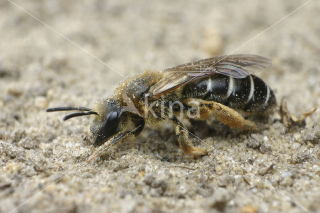 Roodpotige groefbij (Halictus rubicundus)