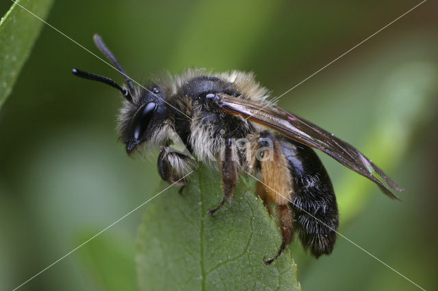 Roodscheen-zandbij (Andrena ruficrus)