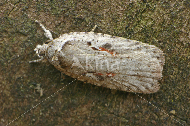 Agonopterix ocellana