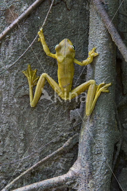 Rosenberg’s Gladiator Frog (Hyla rosenbergi)